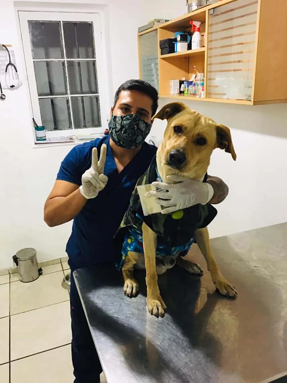 Perro en veterinaria