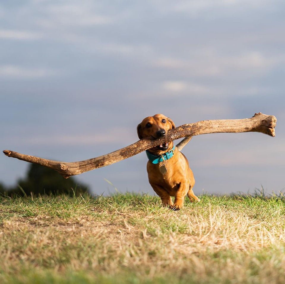 Perro lleva palo gigante