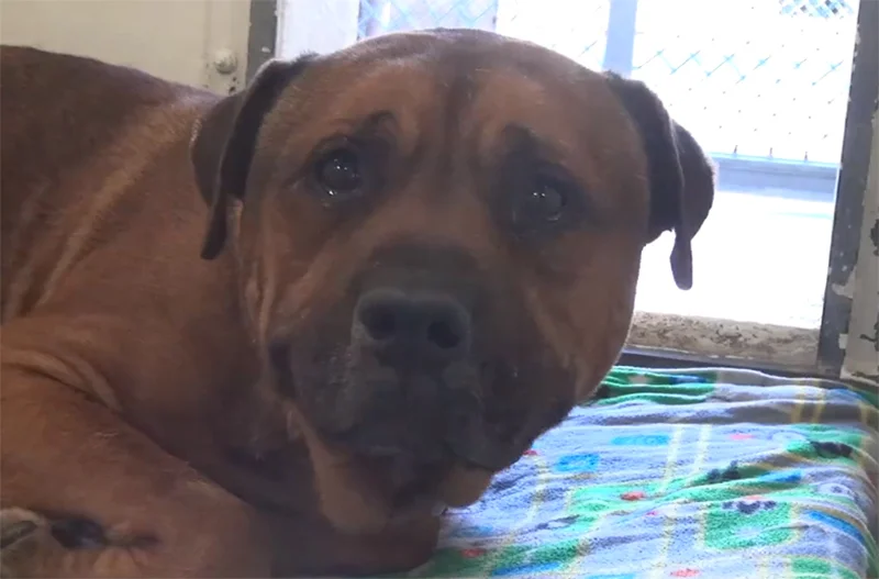 Perro llora en perrera