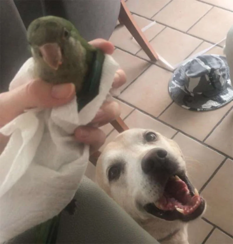 Perro salva lorito herido