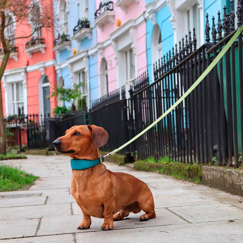 Perro y palo gigante