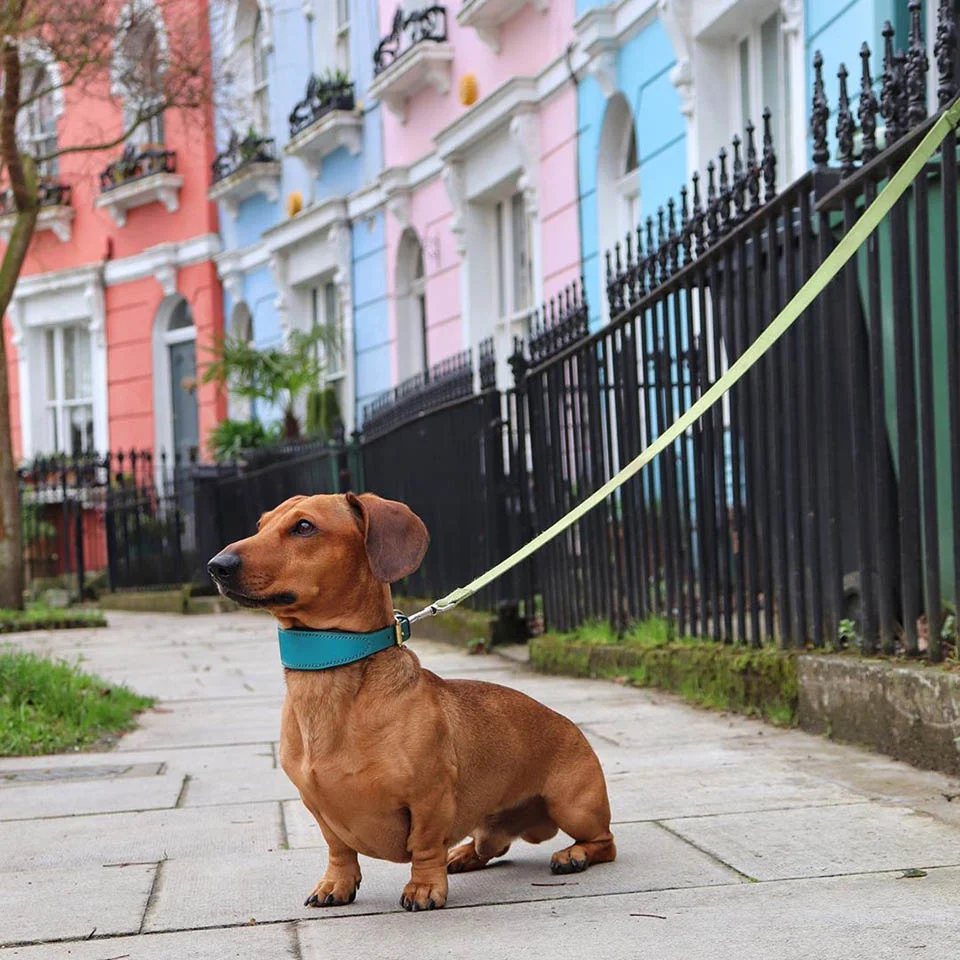 Perro y palo gigante