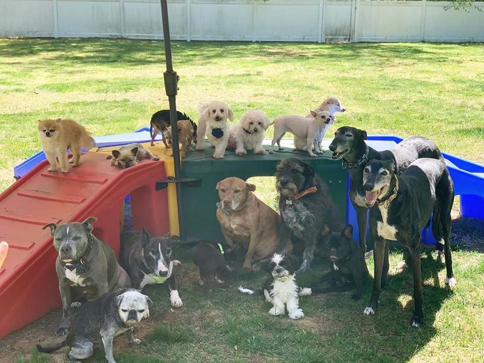 Perros en el patio