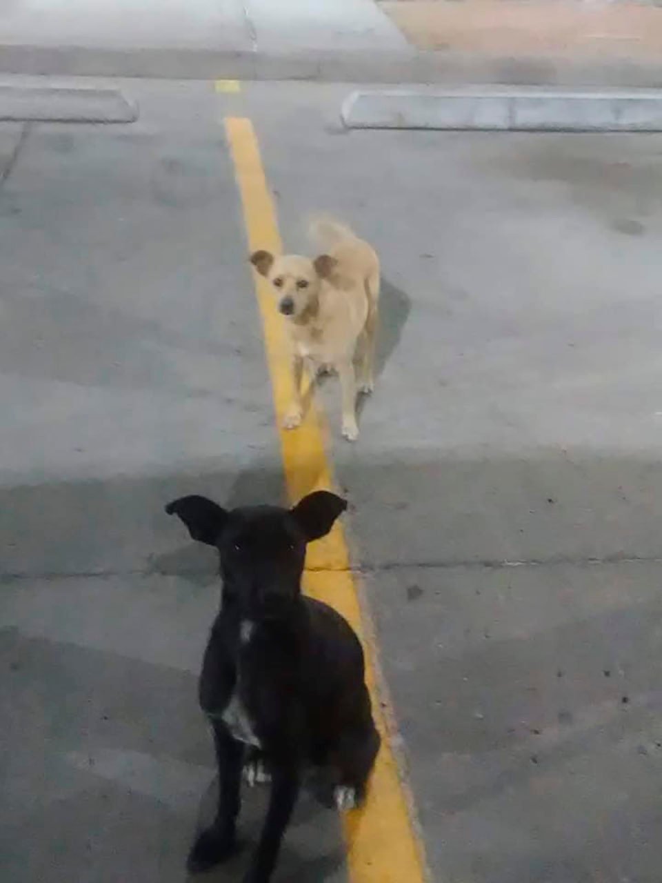 Perros rescatados en estacionamiento