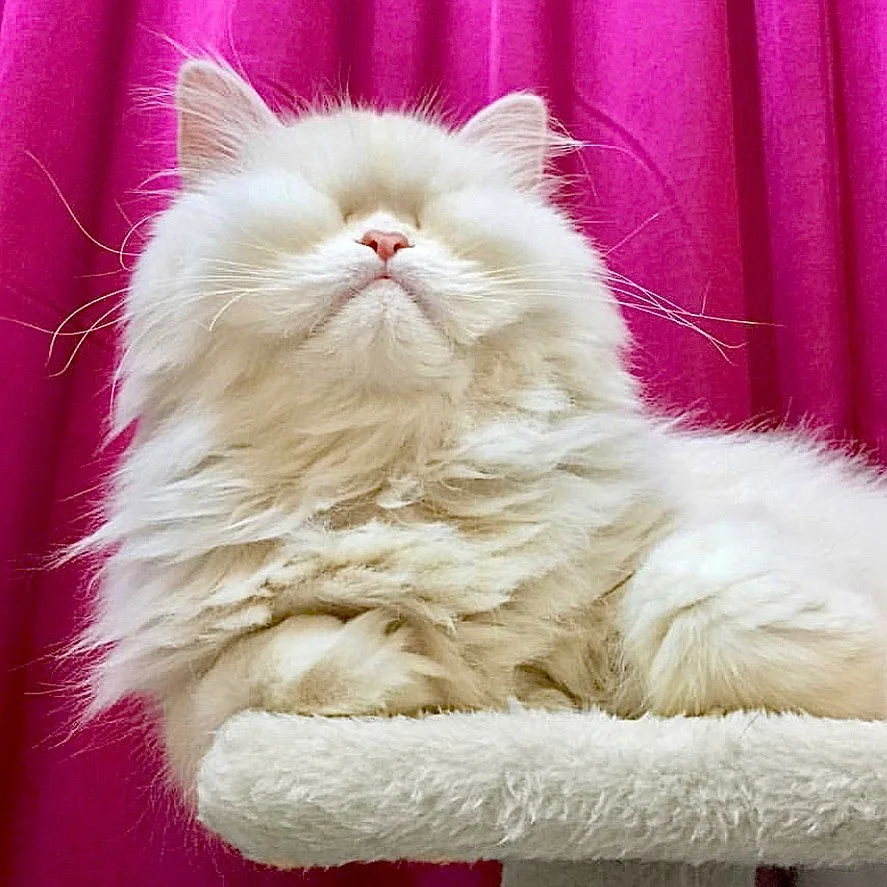 Persa ciego Gato