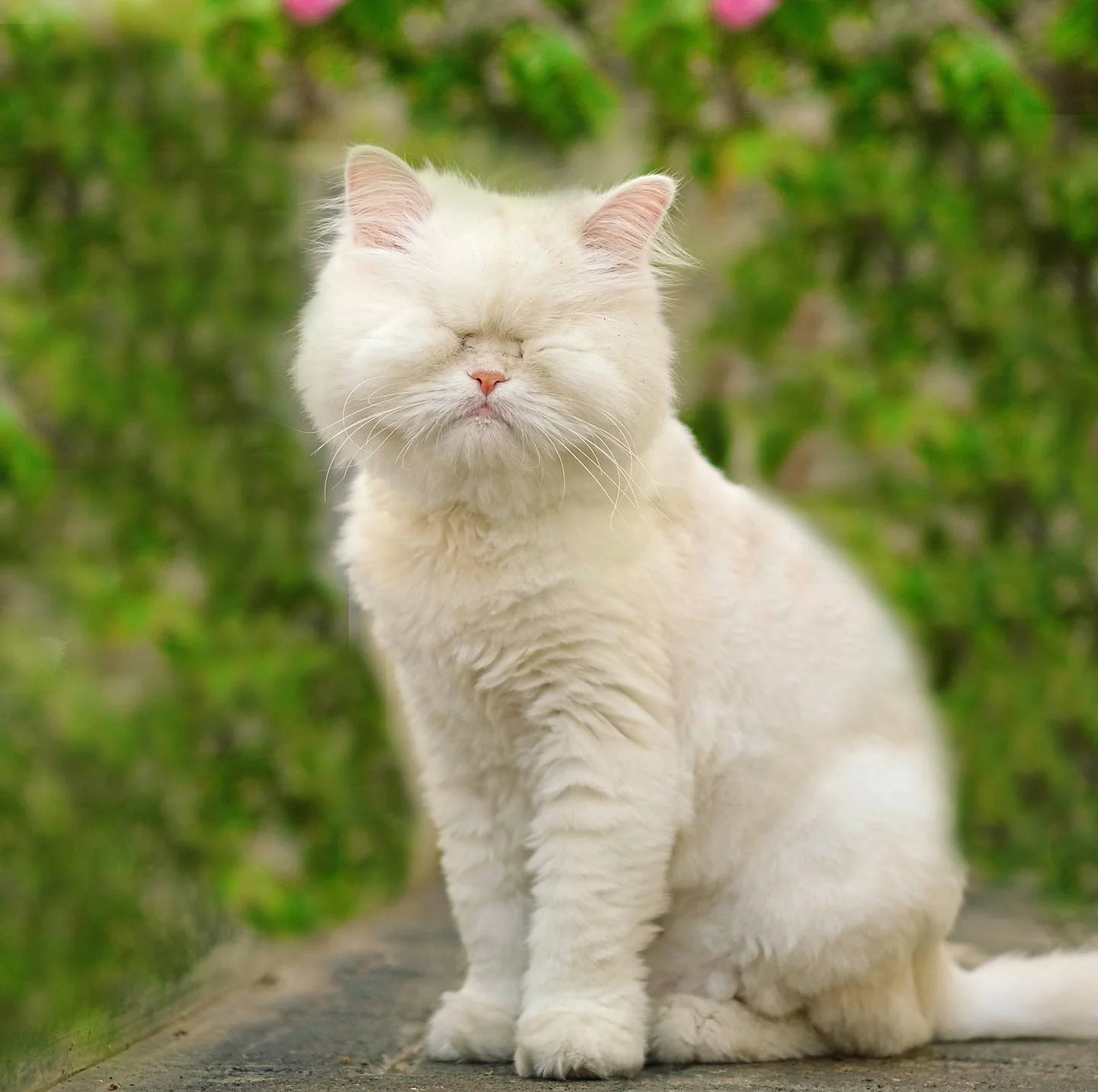Persa gato ciego