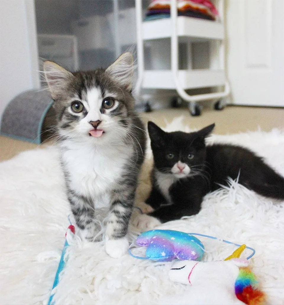 Pikachu y Ripley casa