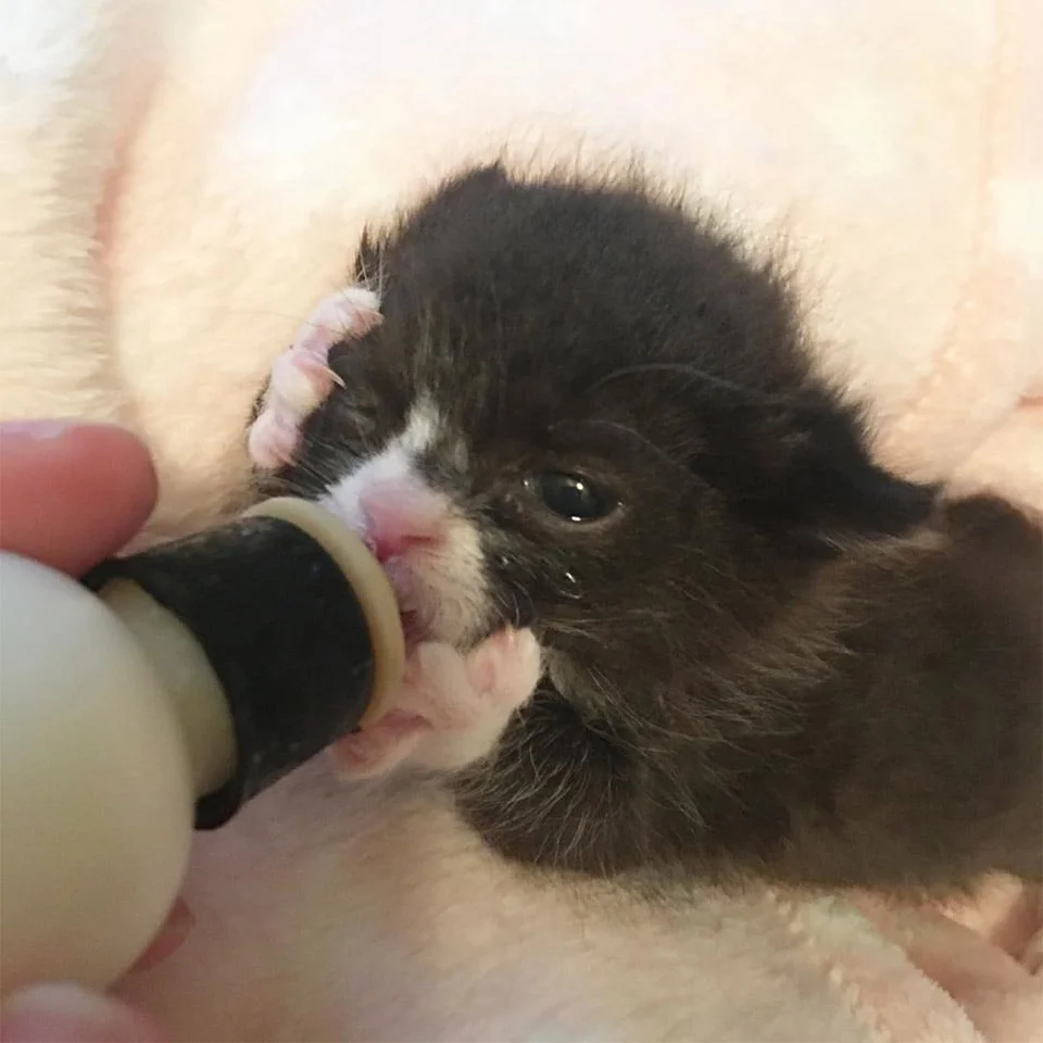 Pequeño gato comiendo