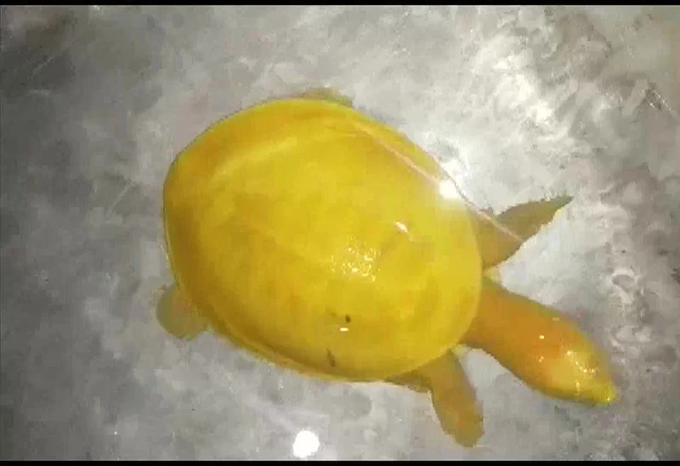 Tortuga albina