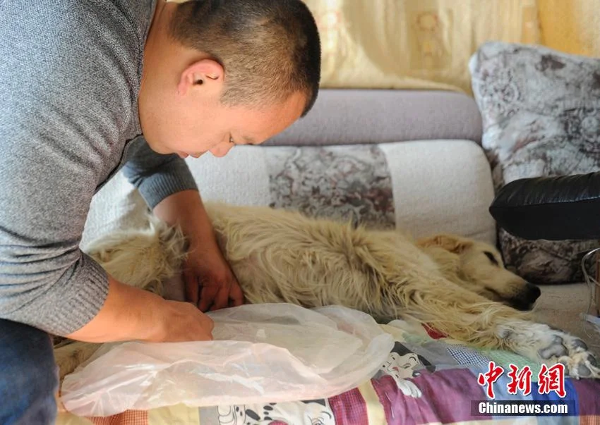 Wang salva perro