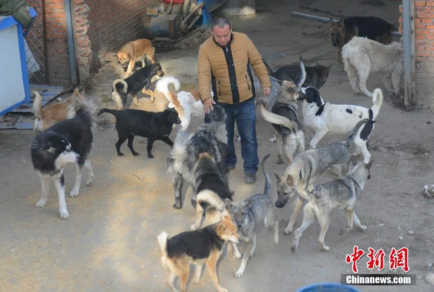 Wang y los perros