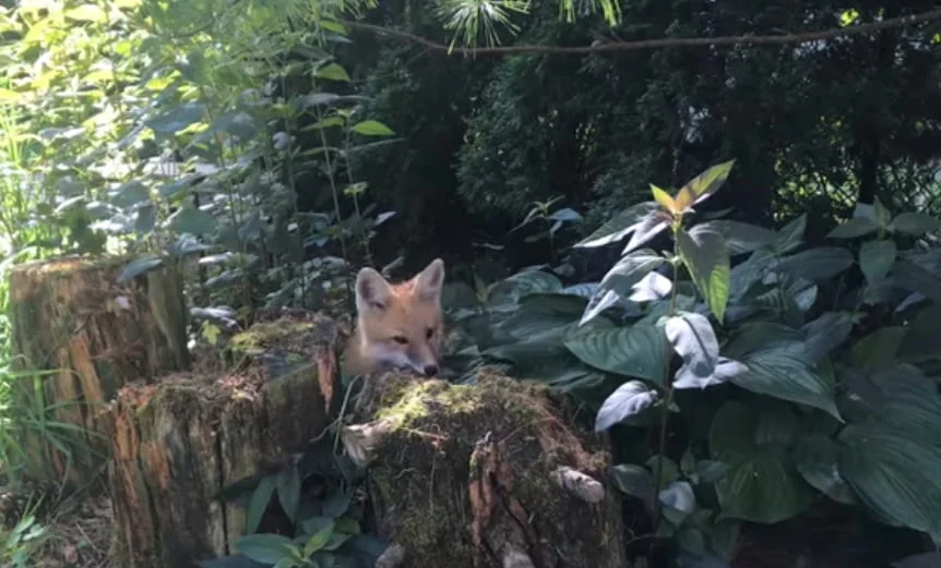 Zorro deambulando
