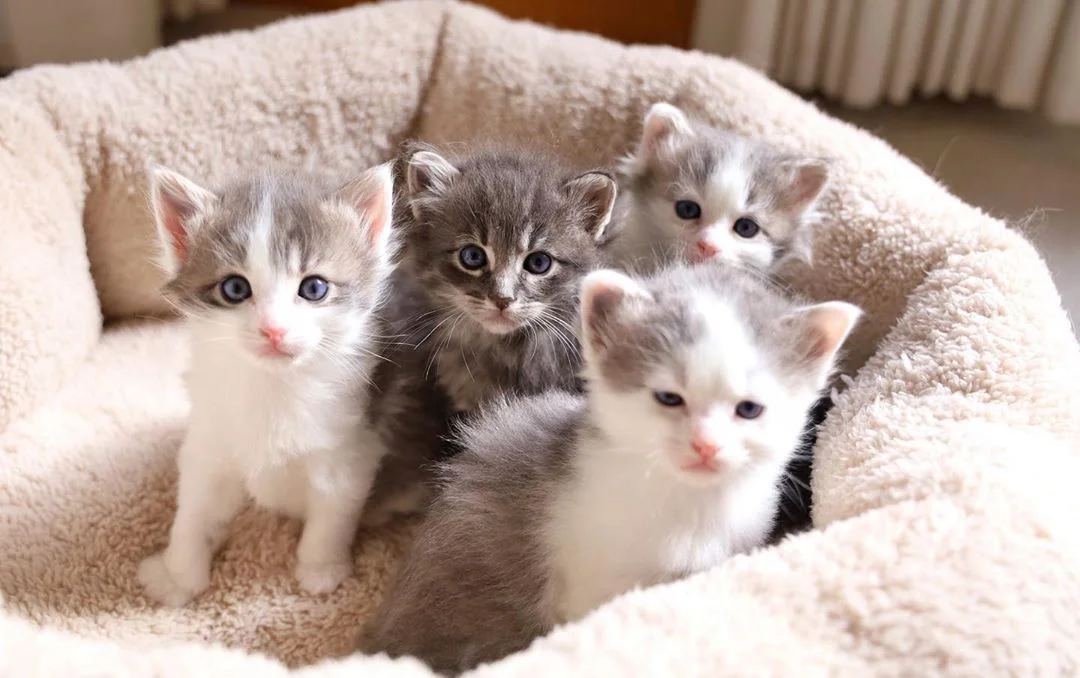 gatitos relajados