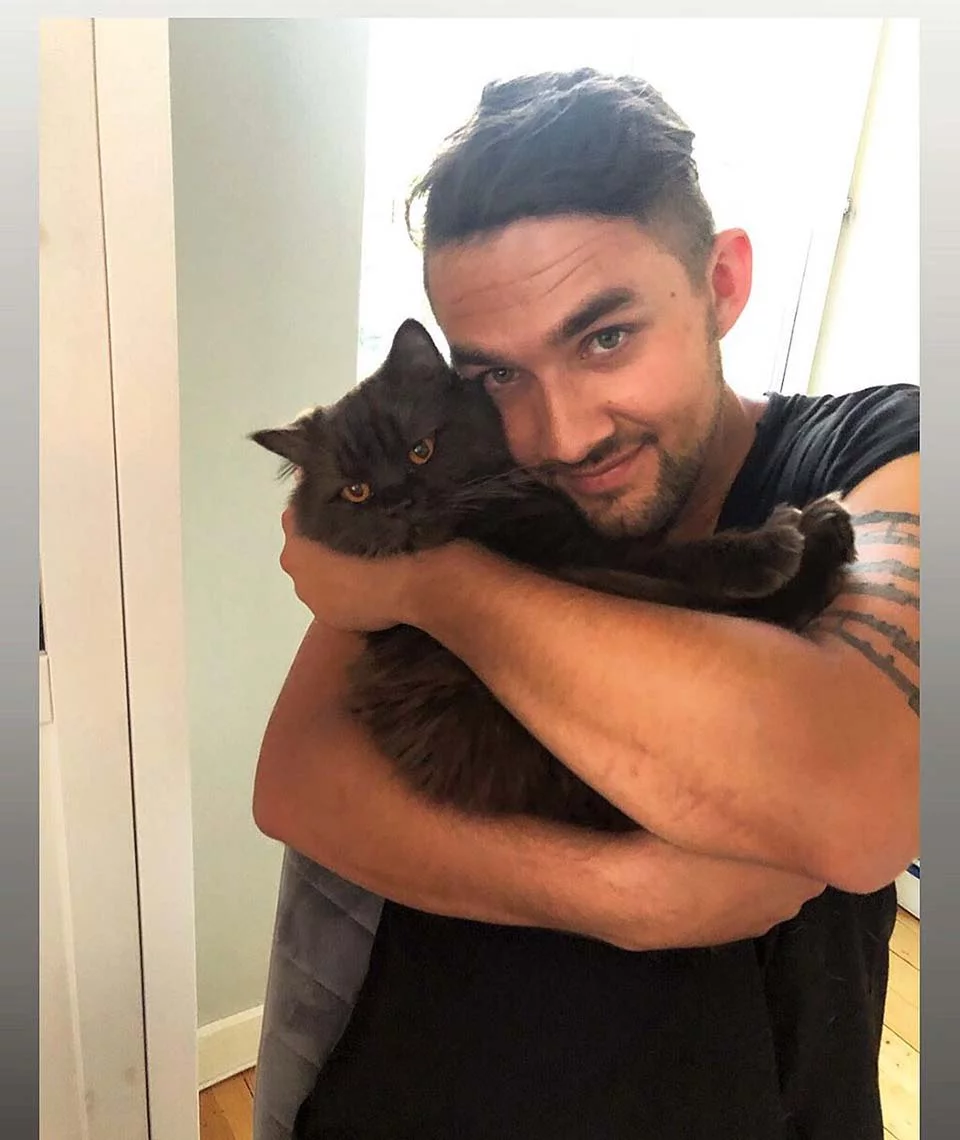 gato parece un oso de peluche