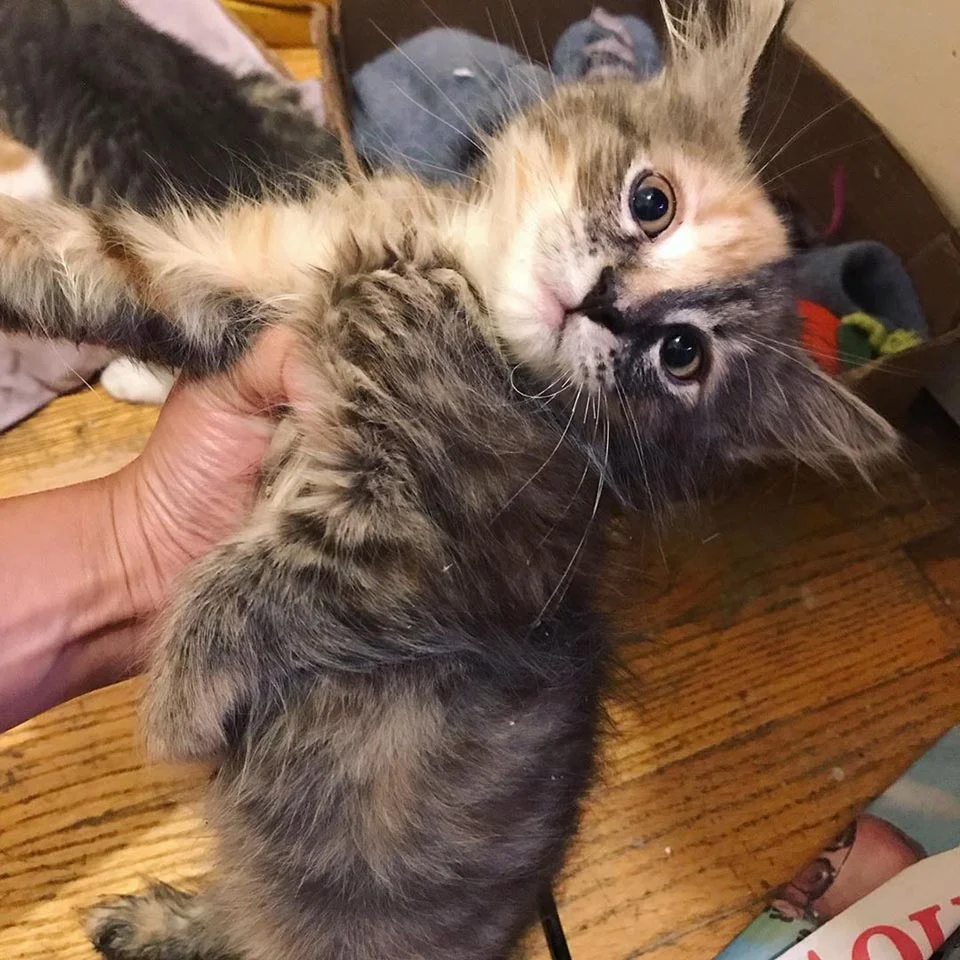 Adorable gatito