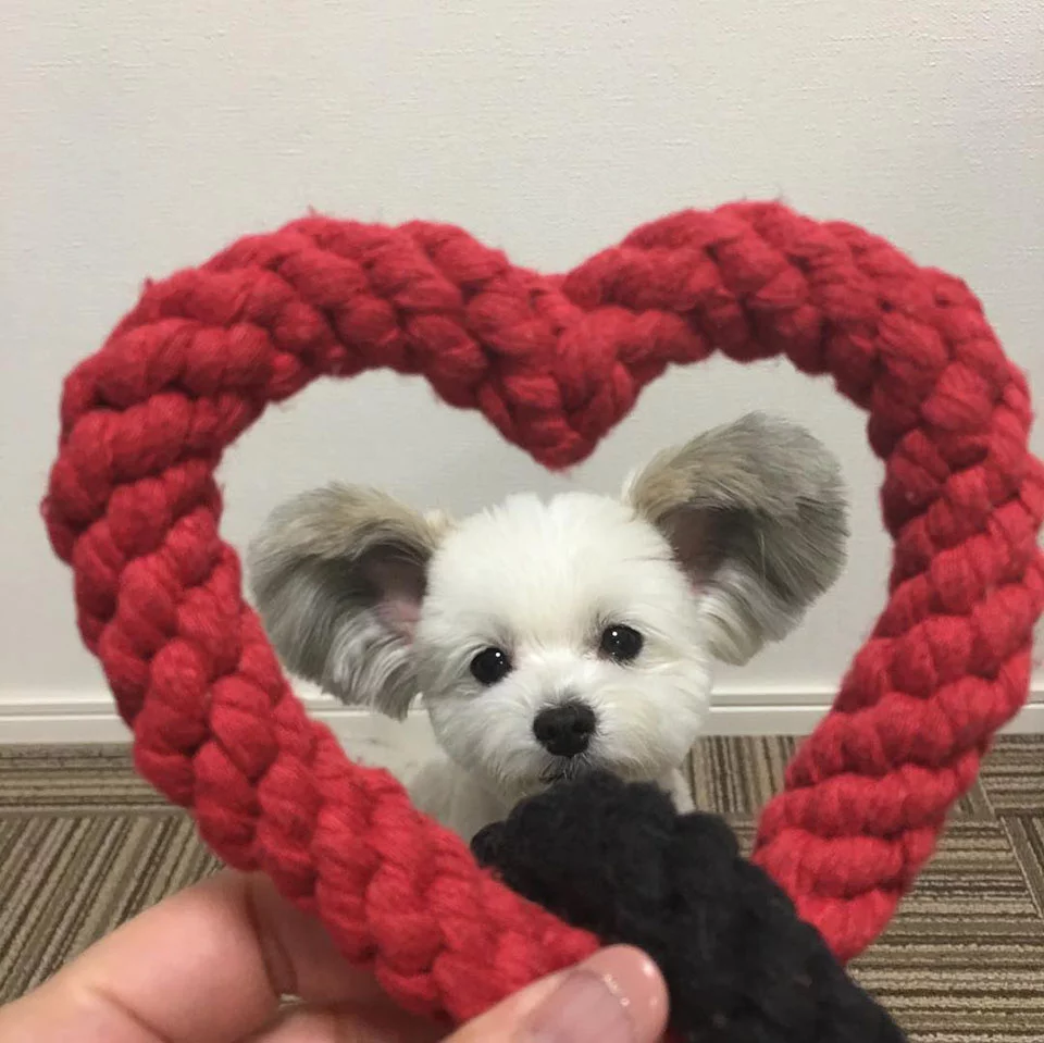 Adorable perro de grandes orejas