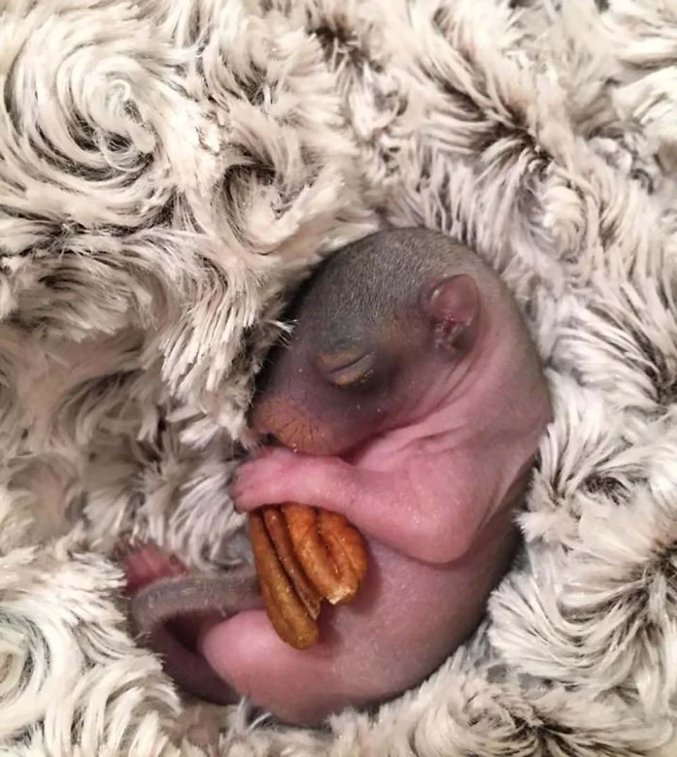 Ardilla bebé en cama