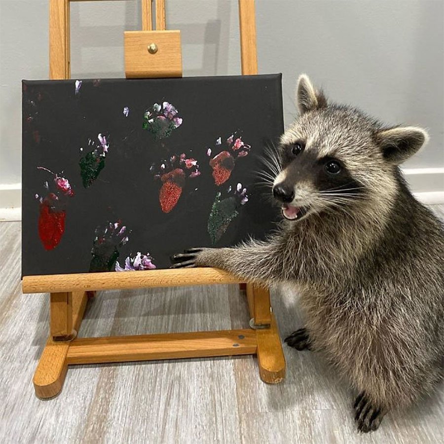 Artista mapache