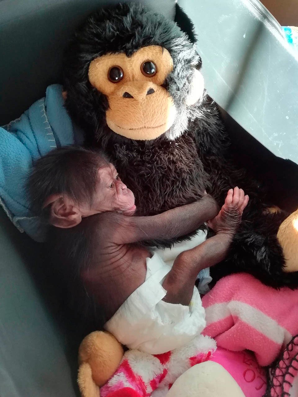 Bebé chimpancé