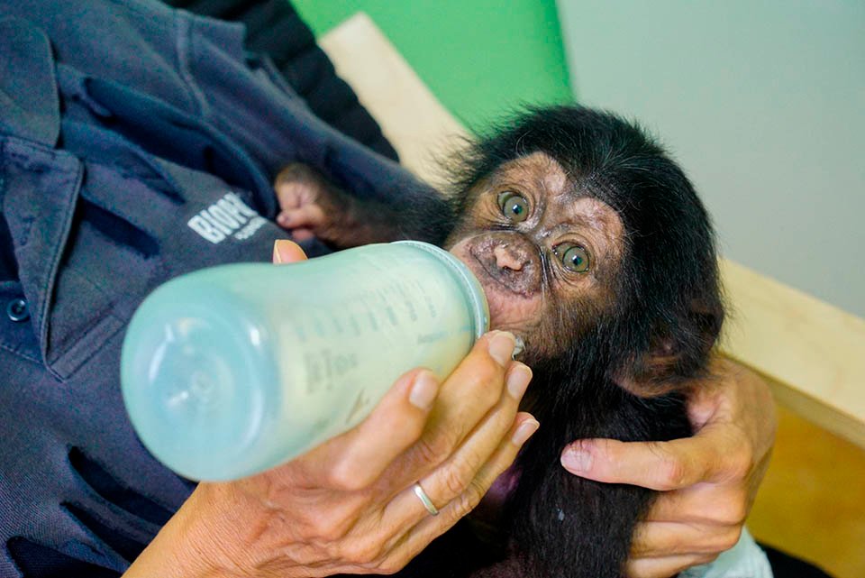 Bebé chimpancé comiendo