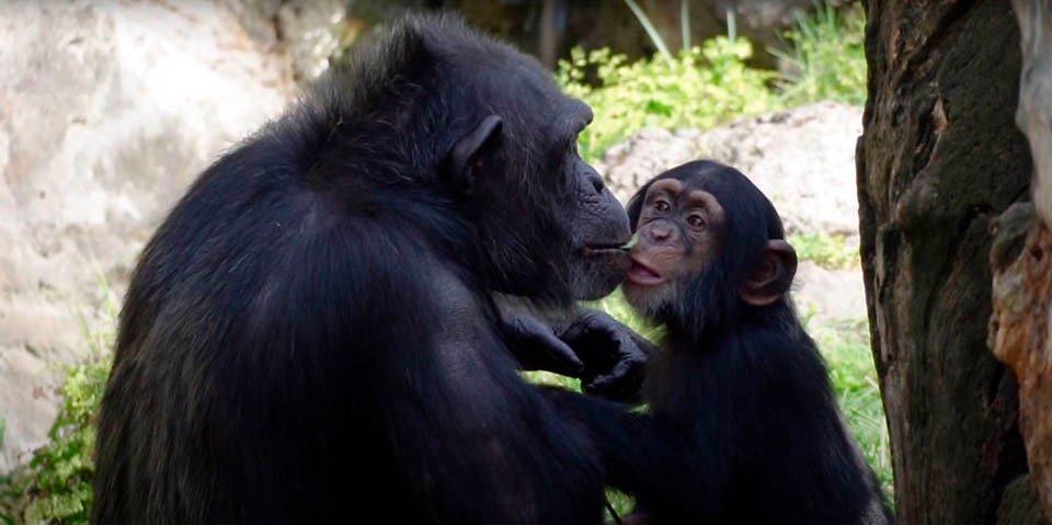 Bebé chimpancé y mamá