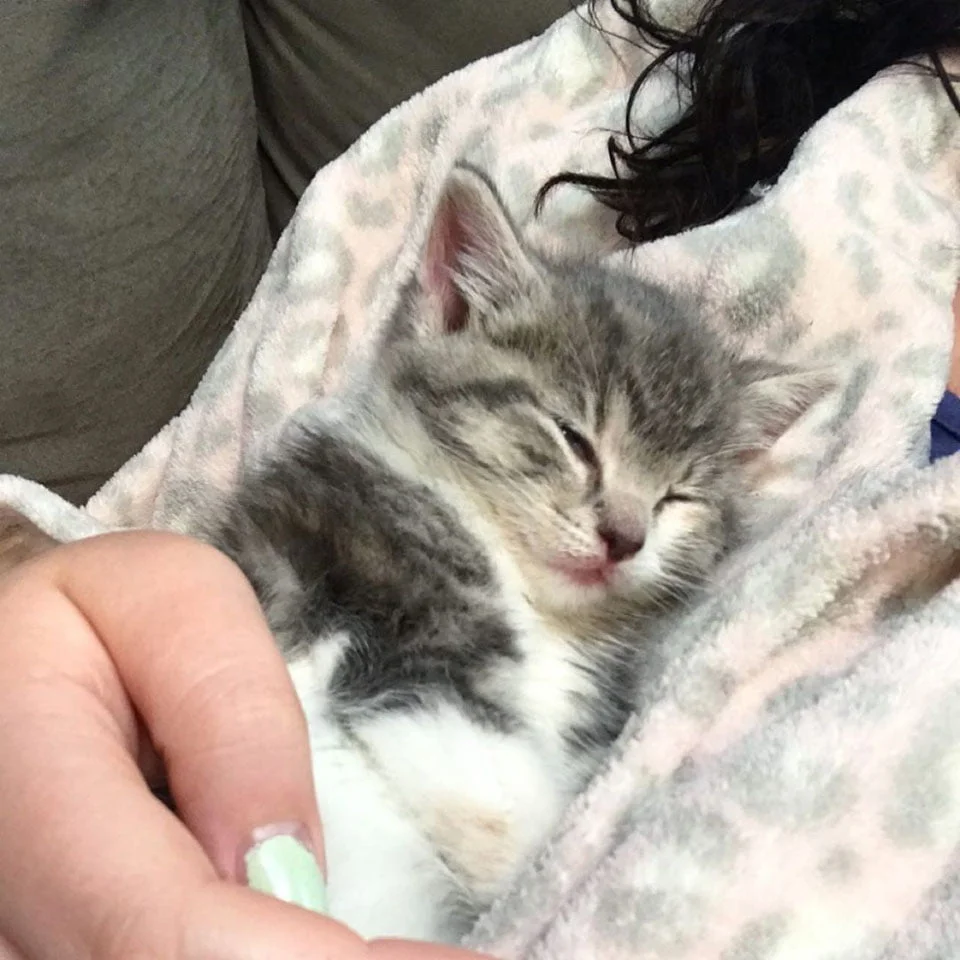 Cariñosa gatita