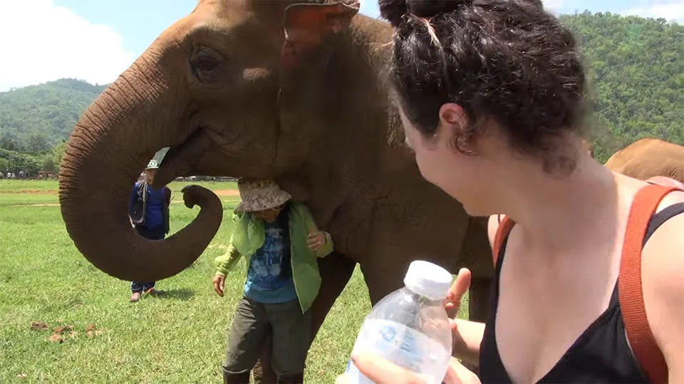 Elefante empuja a los visitantes