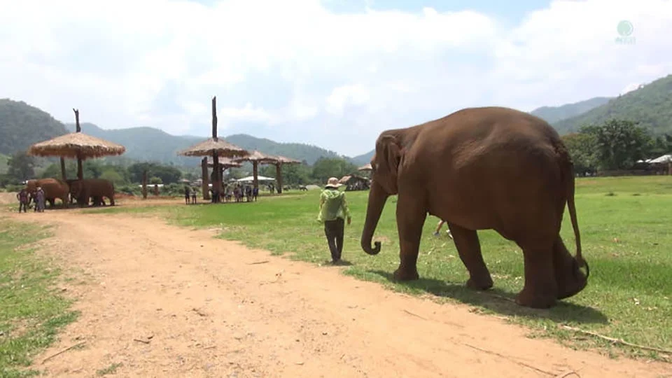 Elefante empuja a personas