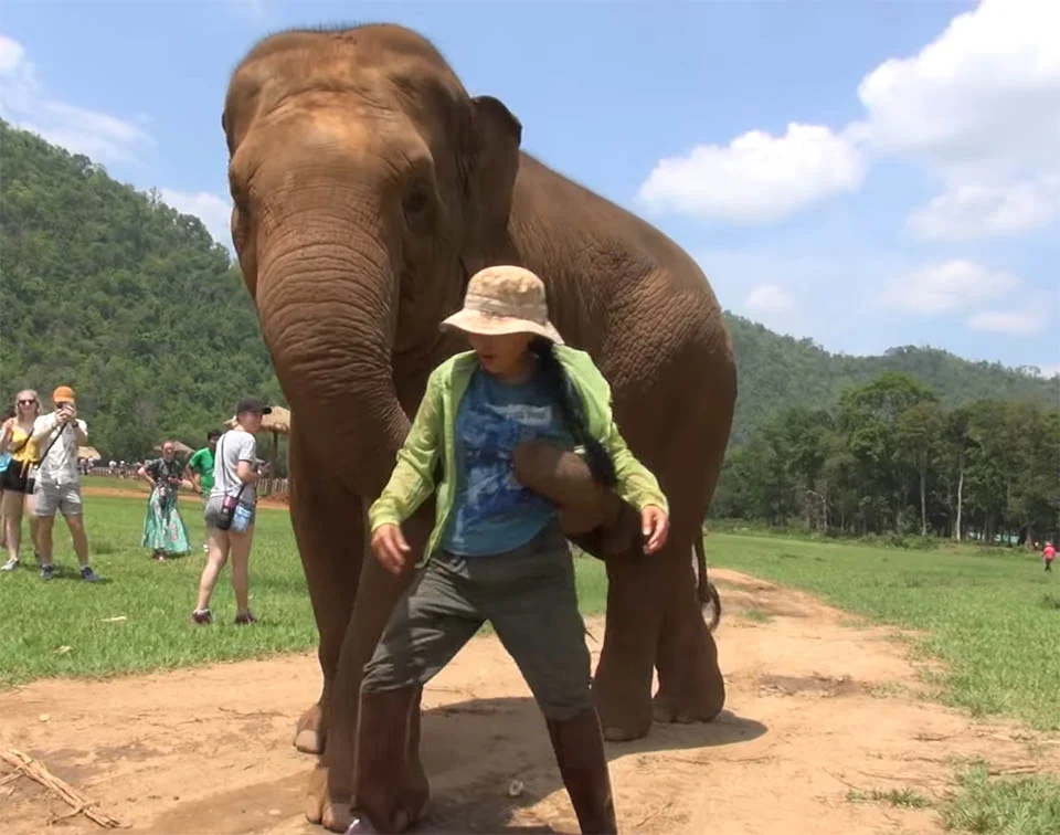 Elefante empuja a su cuidadora