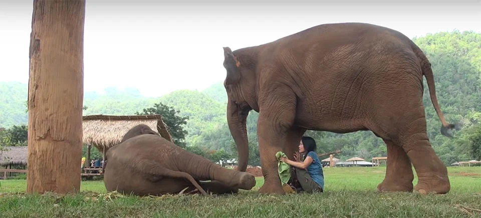 Elefante y su cuidadora