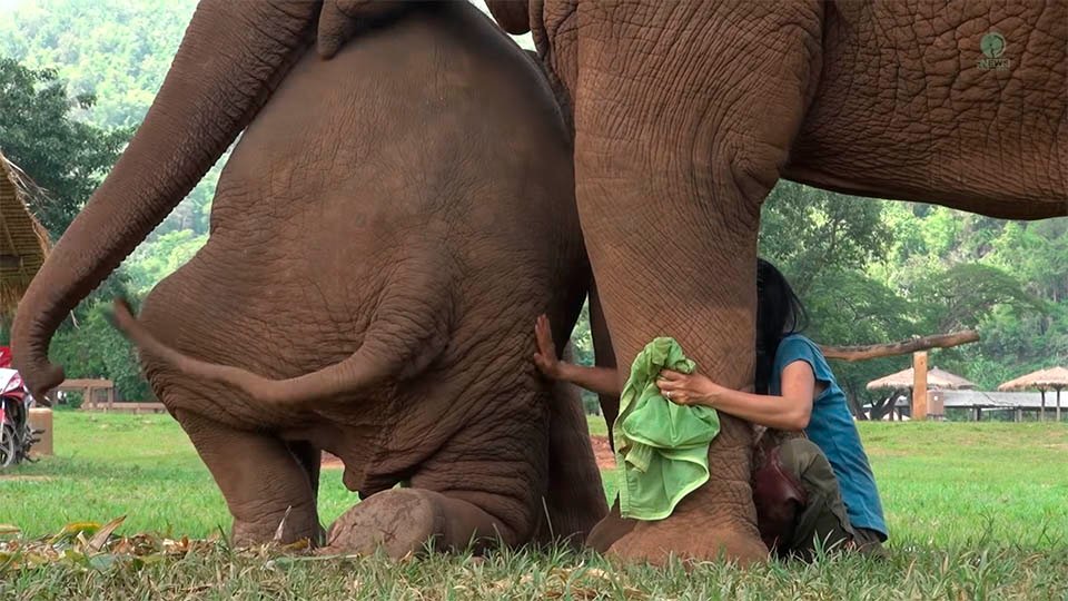 Elefantes y cuidador