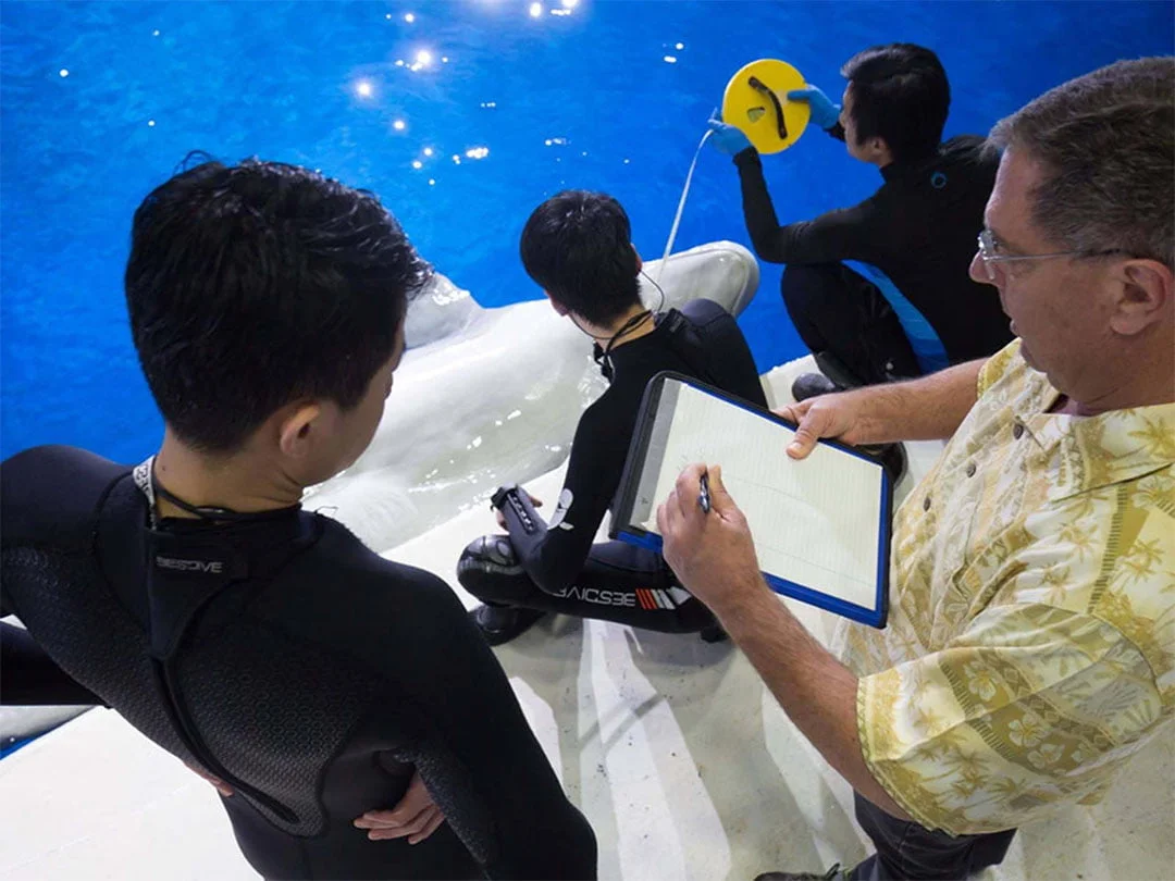 Equipo entrenando ballenas
