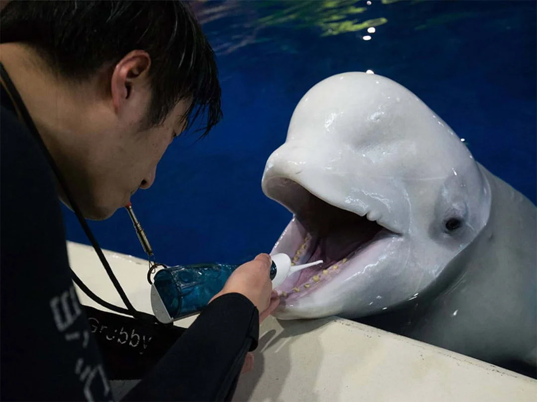 Equipo preparando ballenas