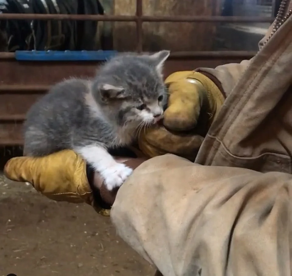 Gatita rescatada