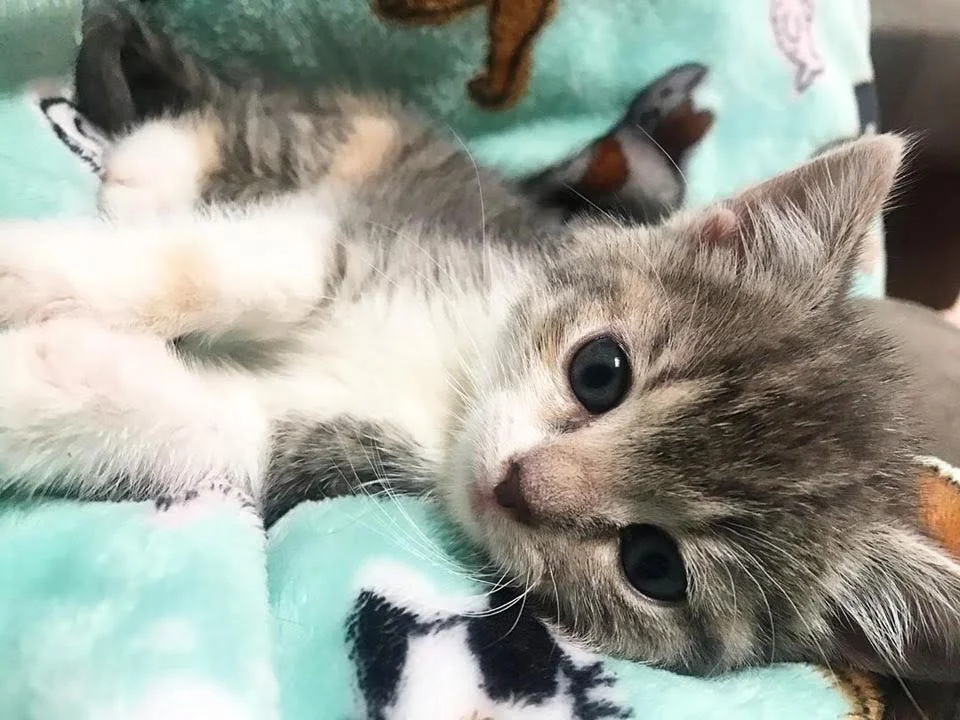 Gatita