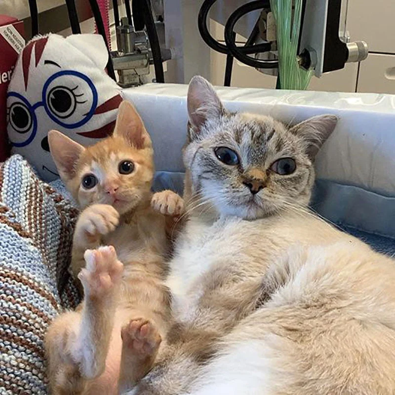 Gatito con amigo