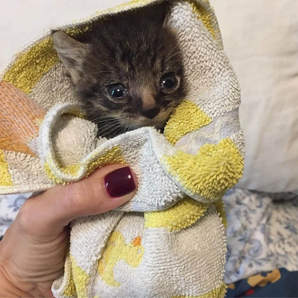 Gatito en toalla