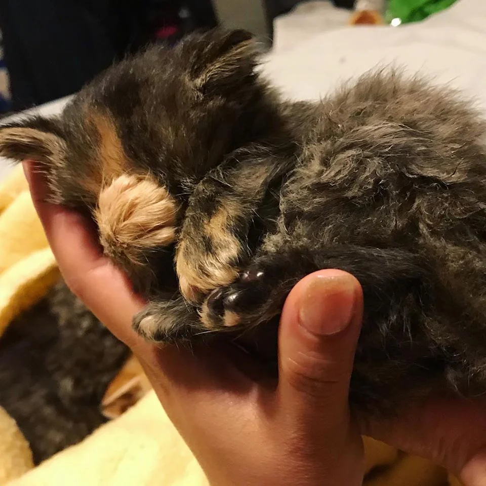 Gatito encontrado en campo