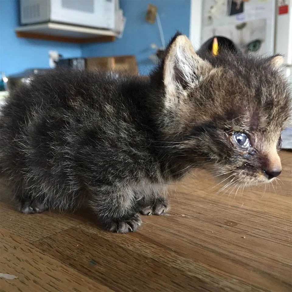 Gatito pequeño enfermo