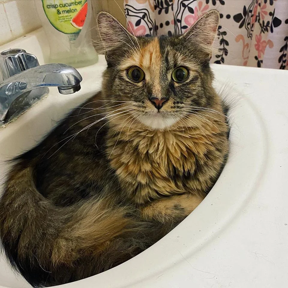 Gatito quimera