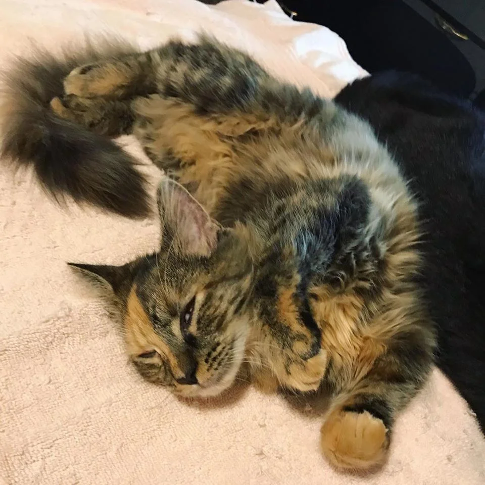 Gatito rescatado