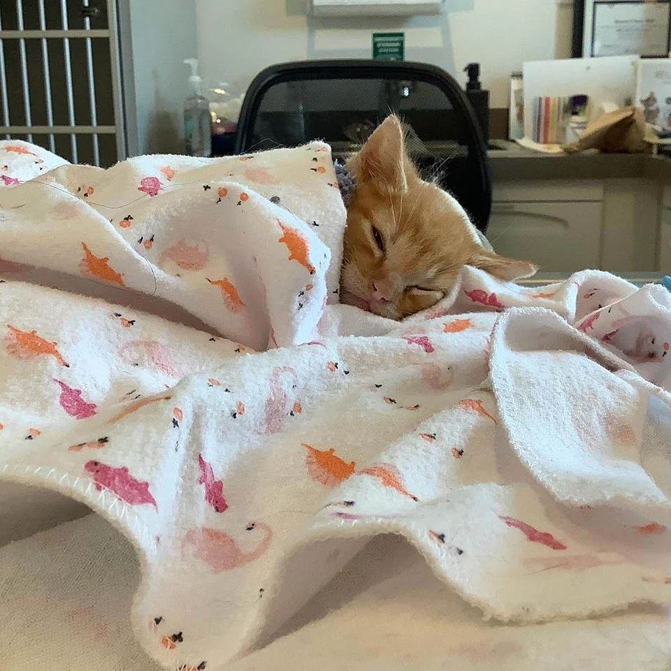 Gatito tambaleante dormido