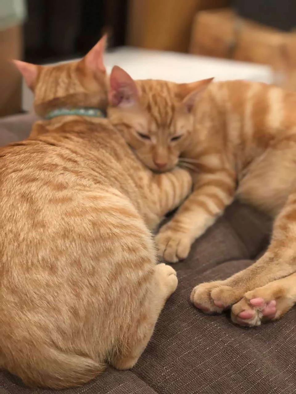 Gatitos hermanos