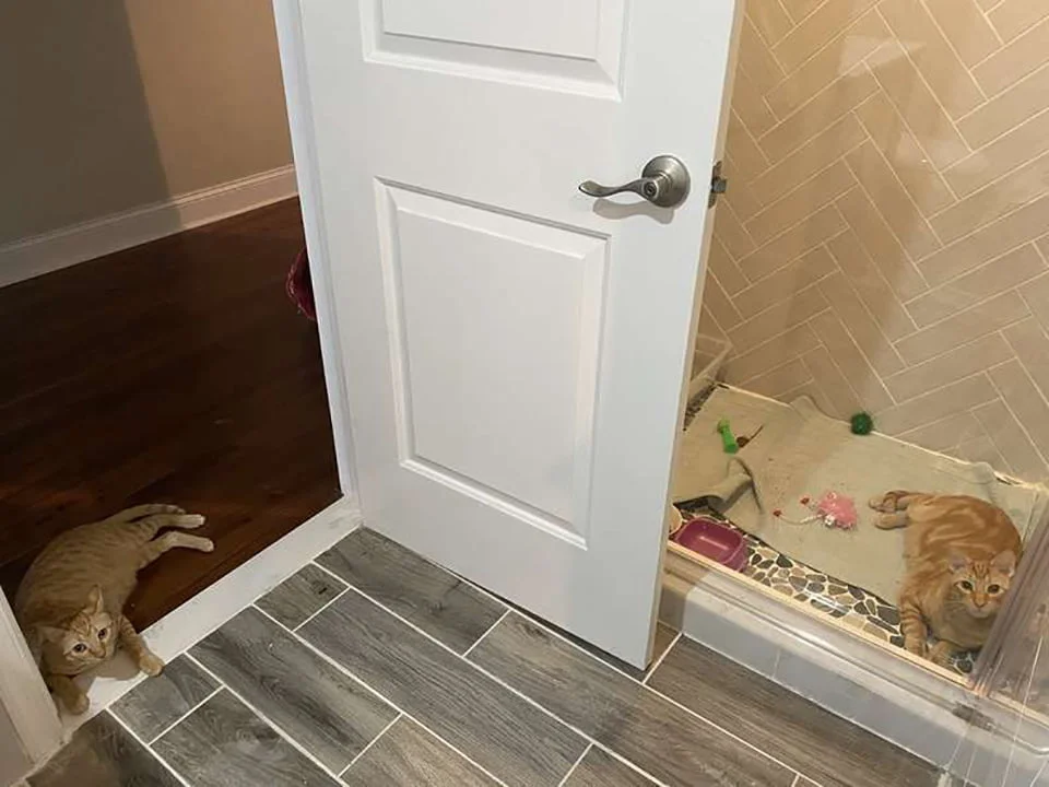 Gato abre la puerta de la ducha