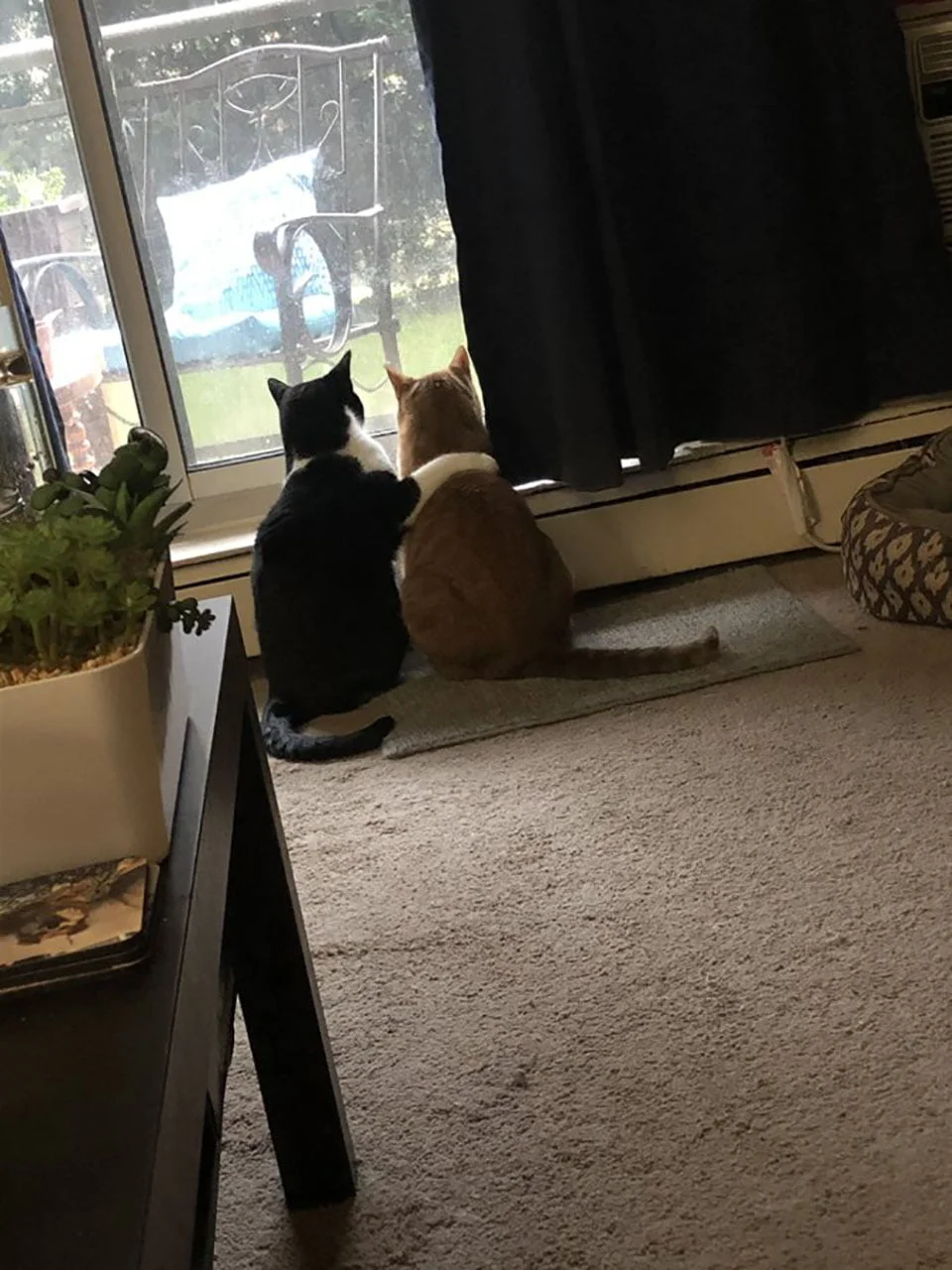 Gato consuela a su hermano