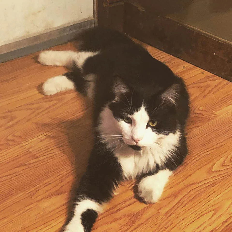 Gato que roba los zapatos