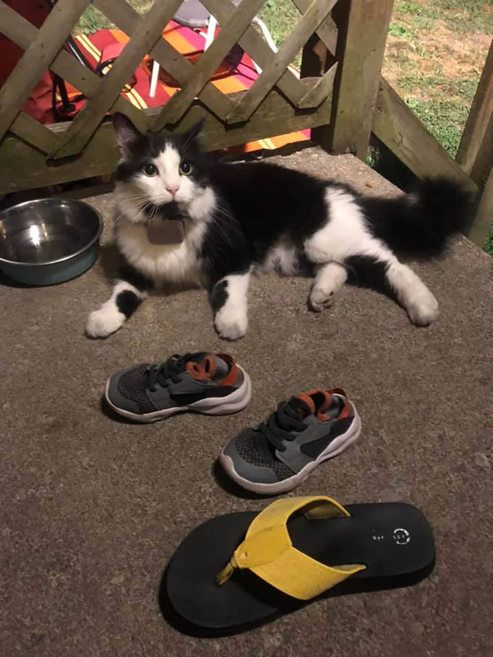 Gato que roba zapatos