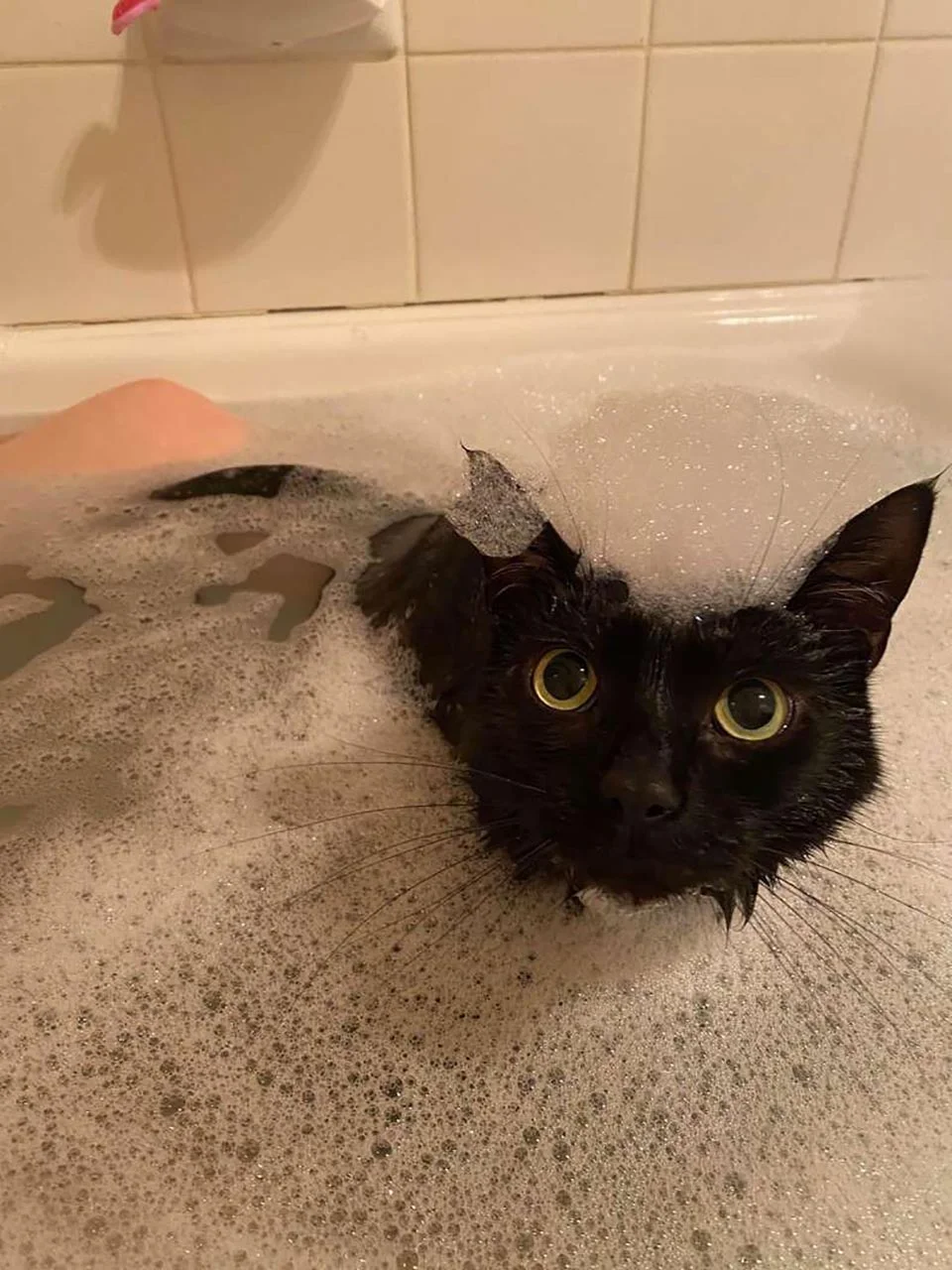 Gato tiene que unirse a su madre