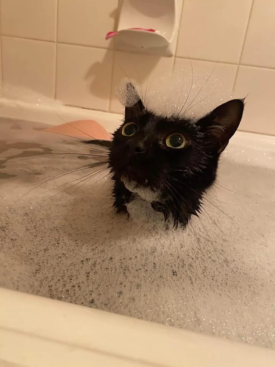 Gato tomando un baño