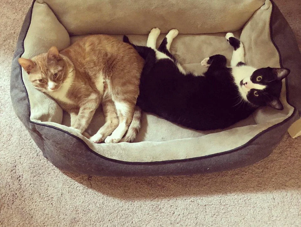 Gato y su hermano